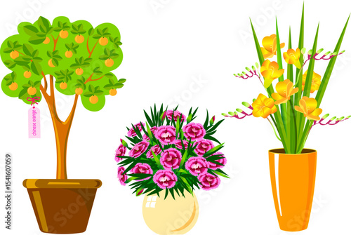 flowers carnation freesia chinese orange