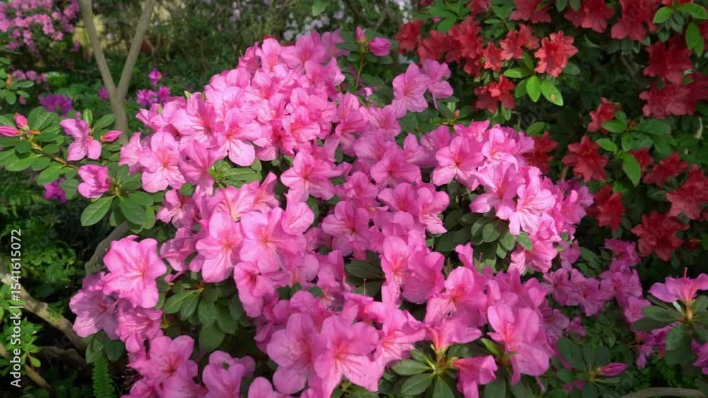 Azalea bud flower. Rhododendron plant in garden. Bush Azalea bud flower. Rhododendron plant in garden. Bush