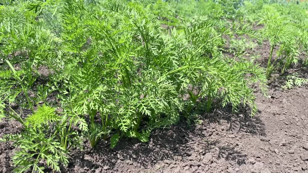 Lush Carrot Greens Growing in Rich Organic Garden Soil Lush Carrot Greens Growing in Rich Organic Garden Soil