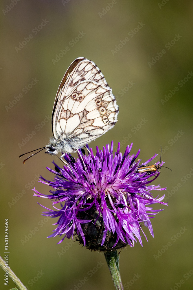 Fototapeta premium Schachbrett Falter im Profil auf einer violetten Blüte in der Sonne