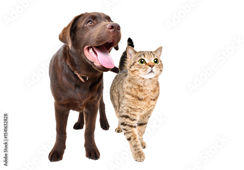 Adorable labrador dog and scottish straight cat standing together isolated on white background