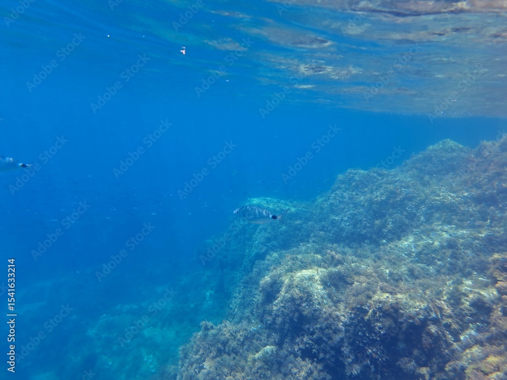 Fototapeta premium Calella de Palafrugell, Gerona, Cataluña, España