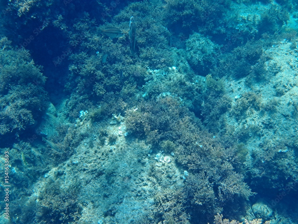 Fototapeta premium Calella de Palafrugell, Gerona, Cataluña, España