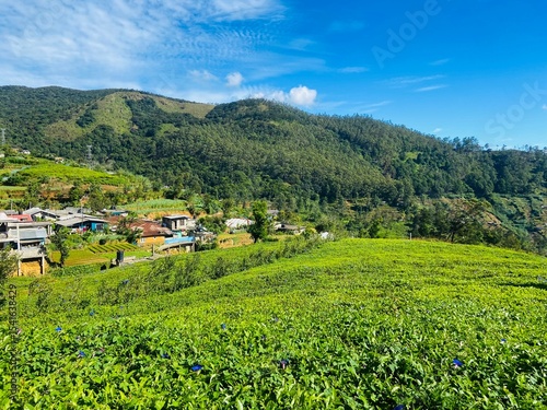 Tea landscape in the mountains