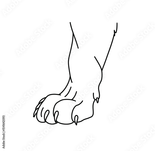 Lion leg drawing. It is a black and white outline image of a lion's powerful paw and lower leg, emphasizing its strong claws and pads. Vector sketch line art draw.