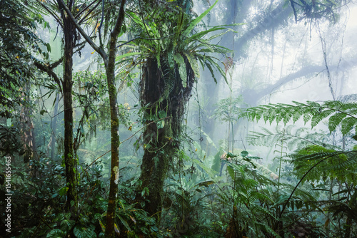 Green mossy forest in the mist, Cameron Highlands, Malaysia