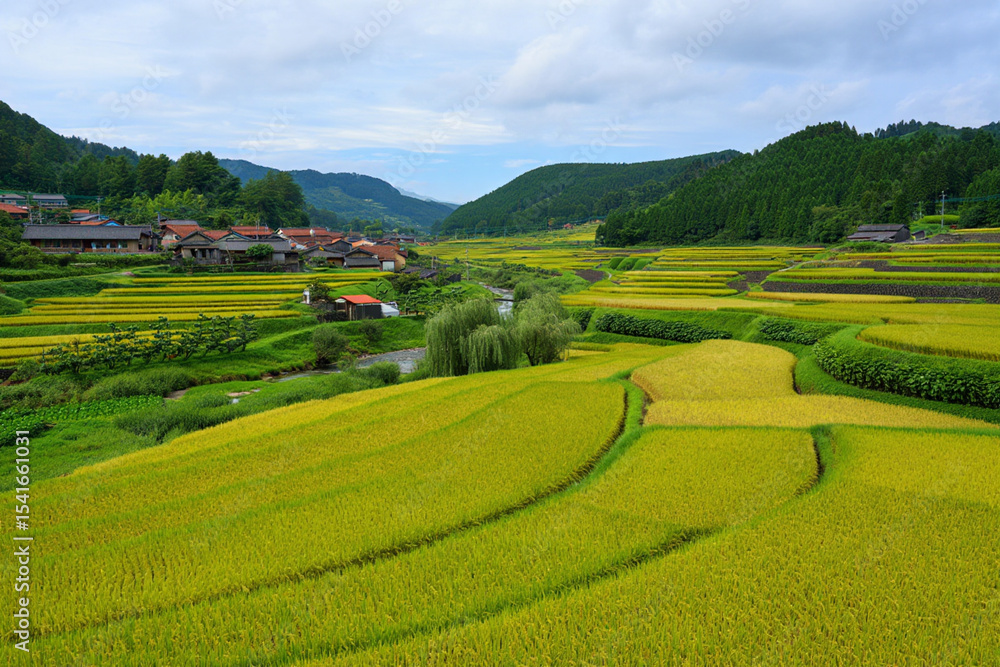 Fototapeta premium rice field in thailand