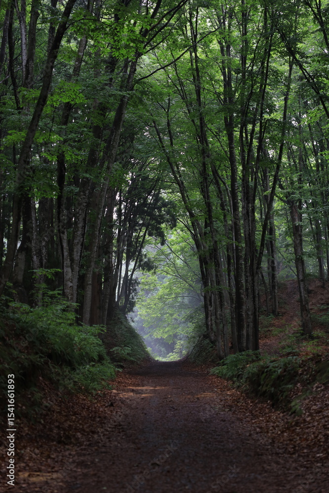 Fototapeta premium 通り道