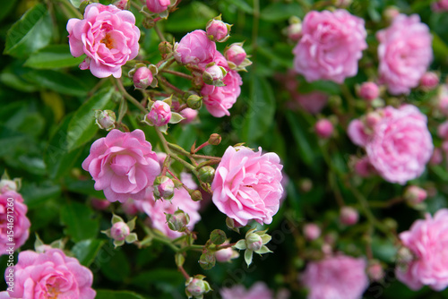 Fotografía Wunderschön - zarte rosé Buschrosen-Blüten in Hülle und Fülle an einem Hang
