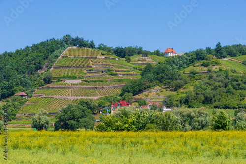 Weinberge