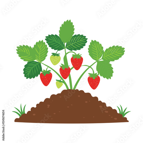 Strawberry Plant in Rich Garden Soil