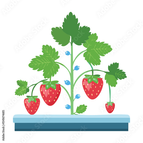 Hydroponic Strawberry Plant Growing System
