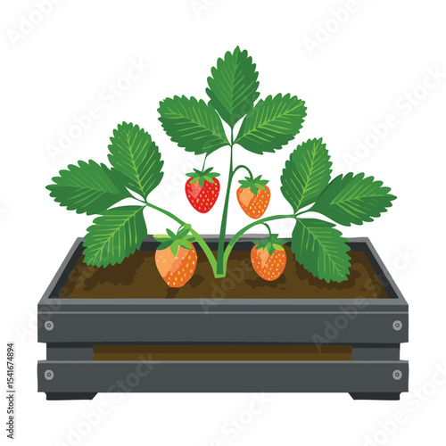 Strawberry Plant with Developing Berries