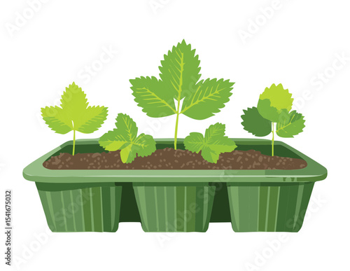 Young Strawberry Plants in Nursery Tray
