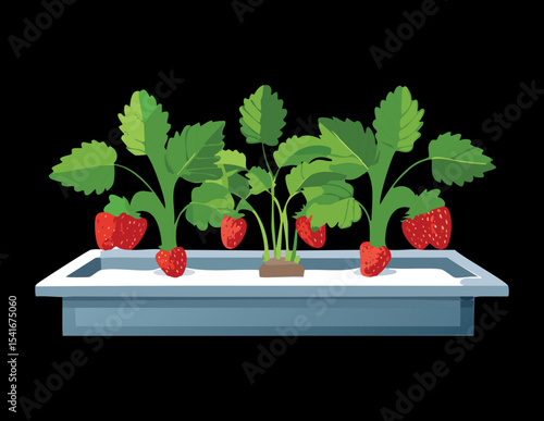 Short Hydroponic Trough with Strawberry Plants