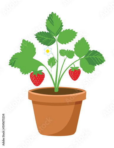 Strawberry Plant Blooming in Terracotta Pot