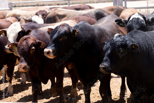 Raising cows for meat on specialized farms