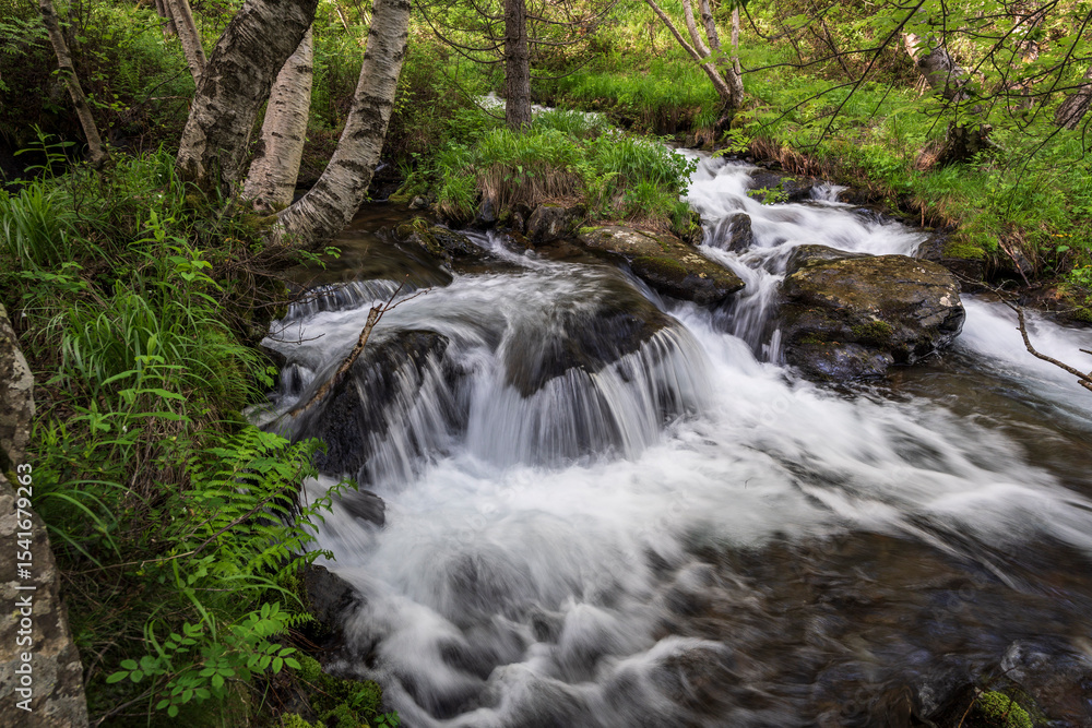Estanyó river through the forest, Sorteny Valley Natural Park, Ordino district, Andorra, Europe Estanyó river through the forest, Sorteny Valley Natural Park, Ordino district, Andorra, Europe