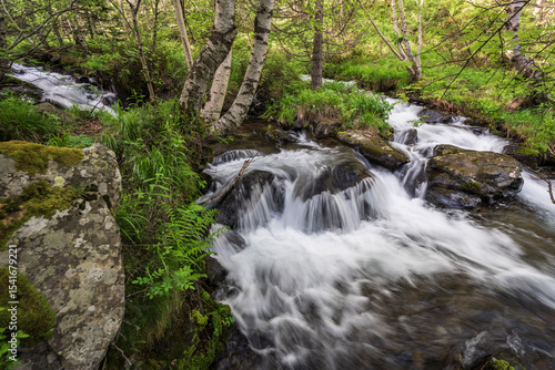 Estanyó river through the forest, Sorteny Valley Natural Park, Ordino district, Andorra, Europe