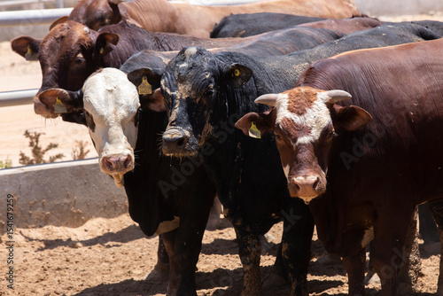 Raising cows for meat on specialized farms