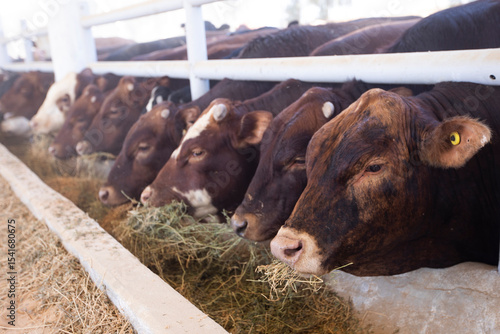 Raising cows for meat on specialized farms