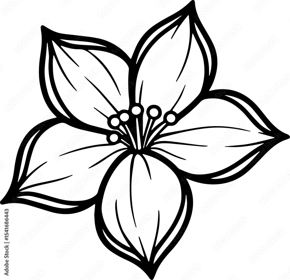 Obraz premium jasmine vector flower illustration transparent pattern 