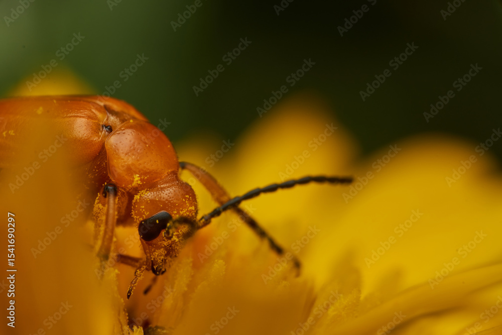 Naklejka premium Yellow insect resting on bright flower