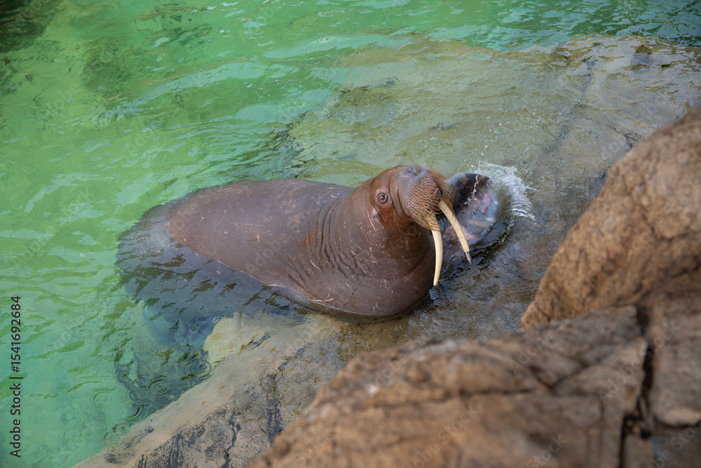 Fototapeta premium sea elephant