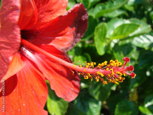 Primer plano de una flor de hibisco rojo intenso con su estambre prominente y polen amarillo, en un día soleado
