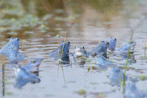Foto Zwölf Moorfrösche im großen Torfmoor (Rana arvalis, Deutschland)