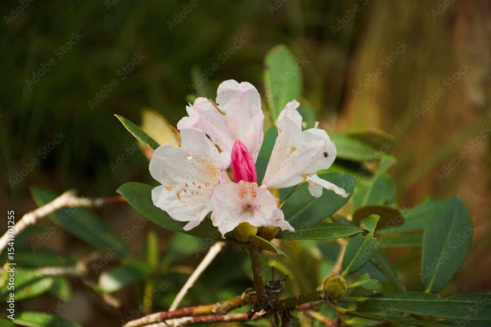 Fototapeta premium 石楠花