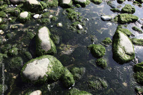 rocks covered with seaweed on a tidal beach in France, background