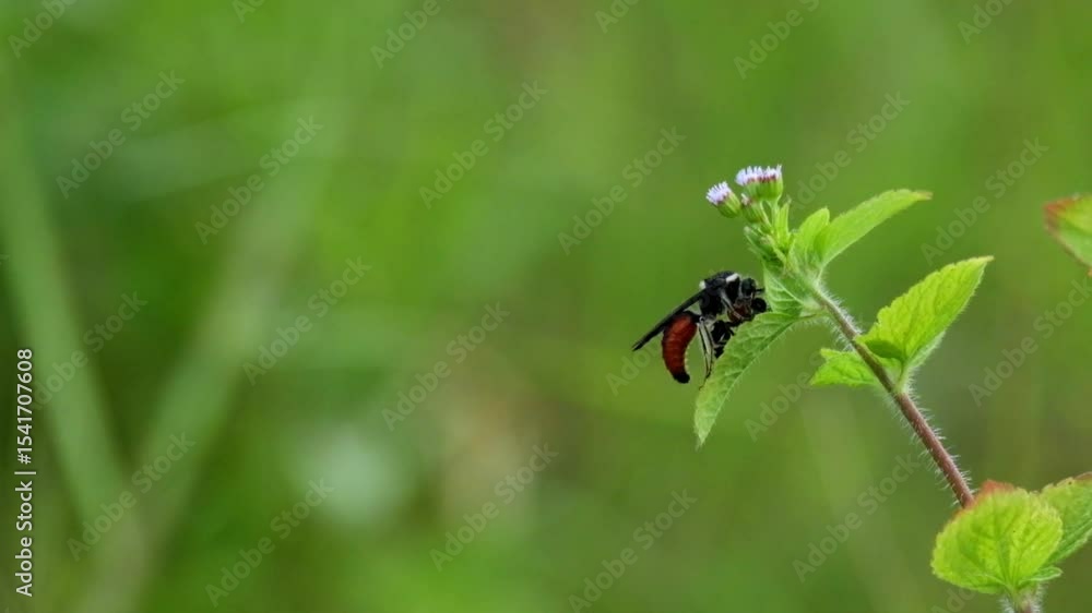 Wasp Riding Another Insect Wasps are preying on other insects. Wasps perched on leaves swaying in ...