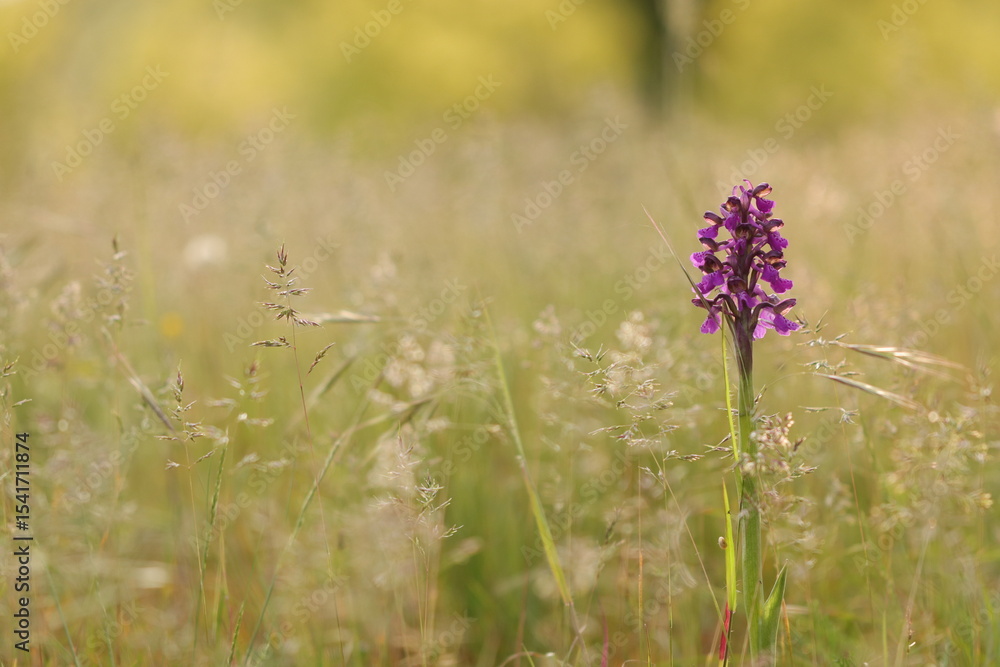 Obraz premium un'orchidea giglio caprino al tramonto in primavera