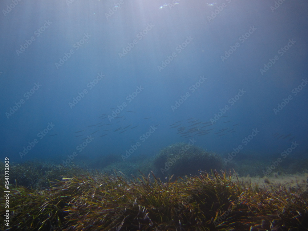Fototapeta premium Fish shoal, underwater scene, Cyprus