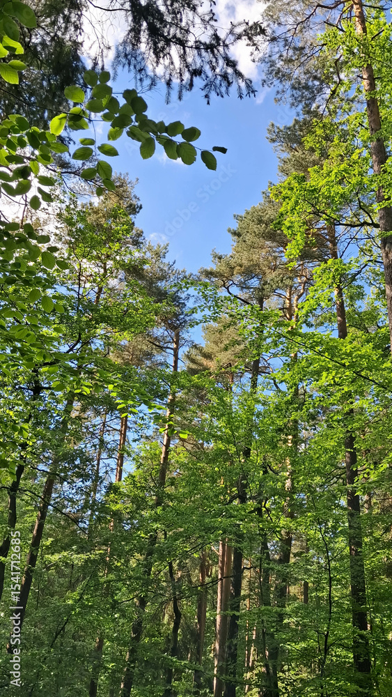 Obraz premium Forest tree crowns against blue sky.