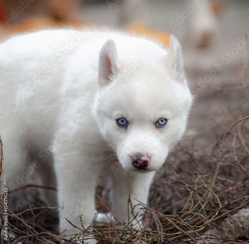 Adorbale white blue-eyed hu...
