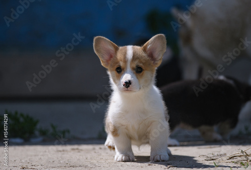 Adorable welsh corgi pembro...