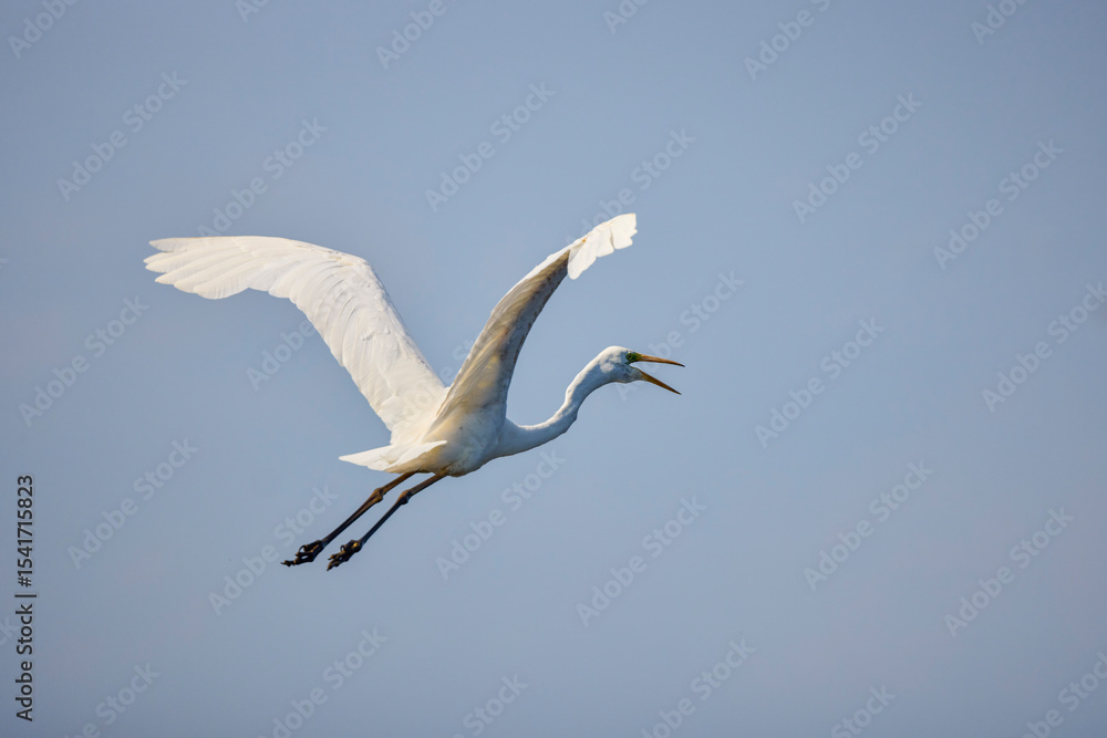 Great White Egret Egretta alba in flight on a sunny summer day Great White Egret Egretta alba in flight on a sunny summer day