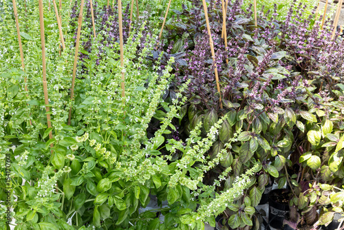 Green and red basil plants (Ocimum basilicum) growing side by side in a nursery, displaying their contrasting foliage and delicate flowering spikes.