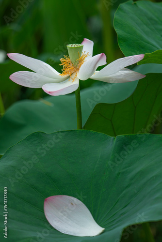 Photos Beautiful pink lotus flowers bloom among the green lotus leaves