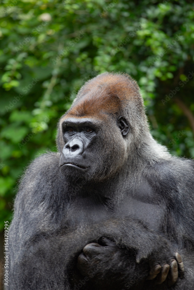 Fototapeta premium The gorilla is a huge primate.
