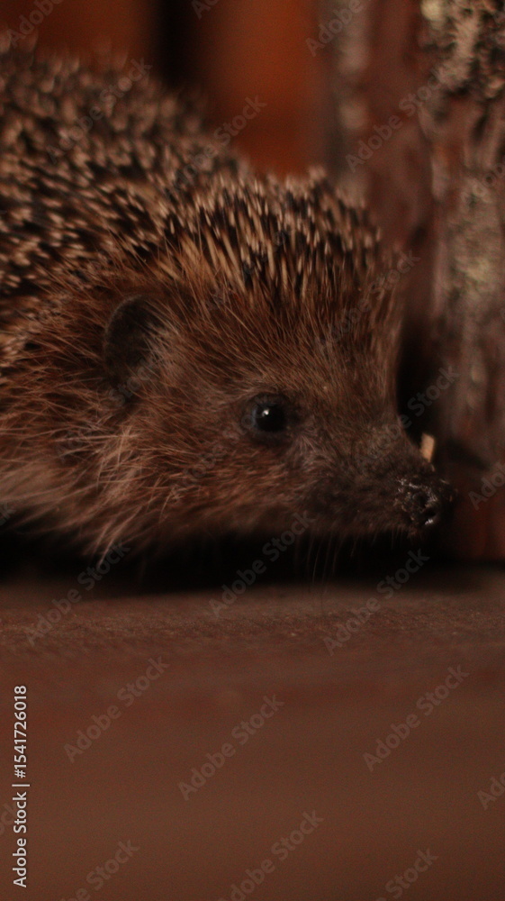 Fototapeta premium A hedgehog on a wooden floor.Evening 