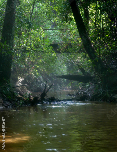 spring creek  in the woods