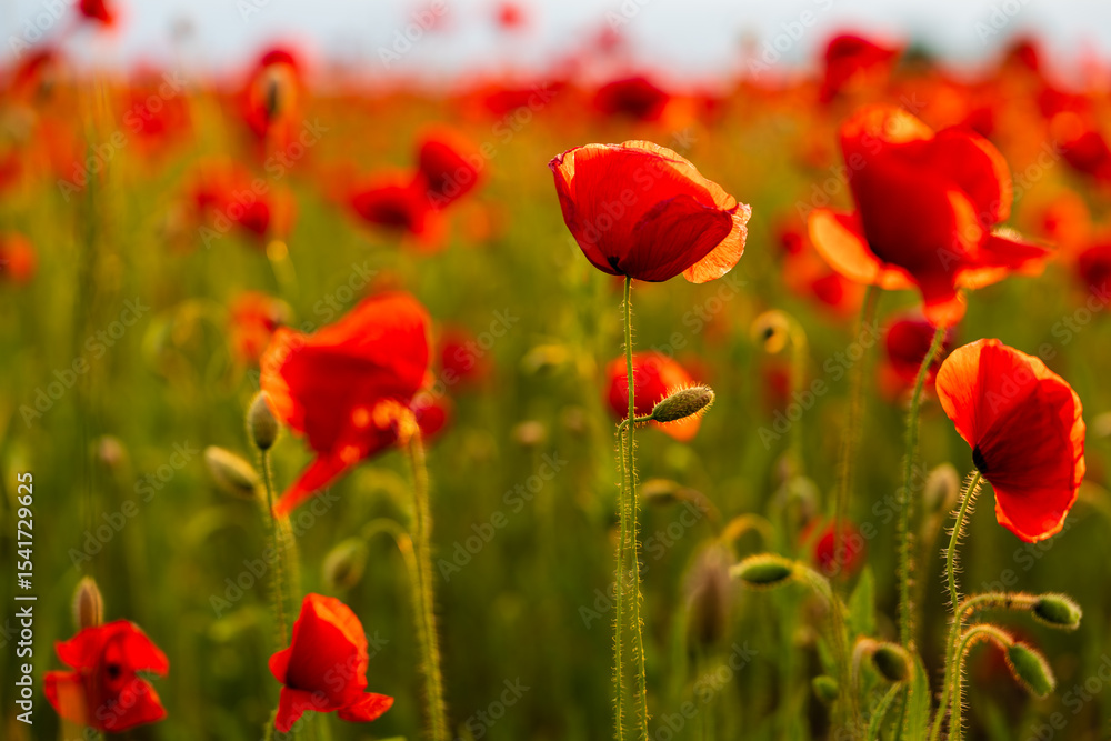 A soft breeze moves through poppies at sunset – close-up of wild red flowers glowing in the golden light, reflecting the calm beauty of a summer evening in the fields. A soft breeze moves through poppies at sunset – close-up of wild red flowers glowing in the golden light, reflecting the calm beauty of a summer evening in the fields.
