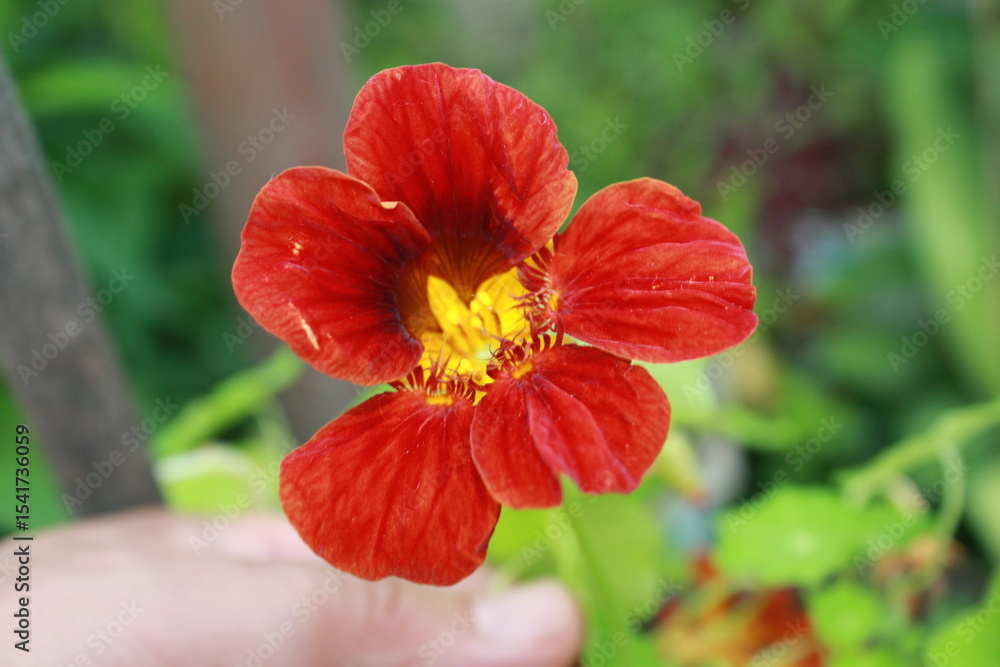 red hibiscus flower red hibiscus flower