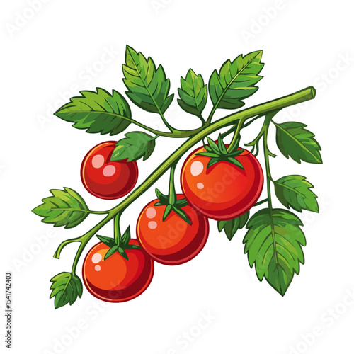 Branch of tomatoes vector color illustration. Image of fresh ripe red vegetables on a twig on an isolated background. For packaging and design.