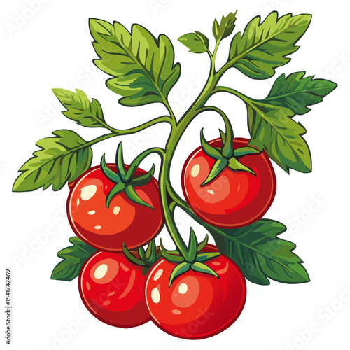 Branch of tomatoes vector color illustration. Image of fresh ripe red vegetables on a twig on an isolated background. For packaging and design.