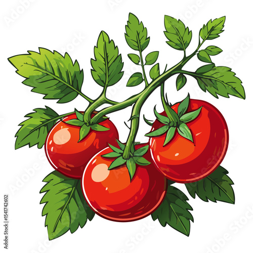 Branch of tomatoes vector color illustration. Image of fresh ripe red vegetables on a twig on an isolated background. For packaging and design.