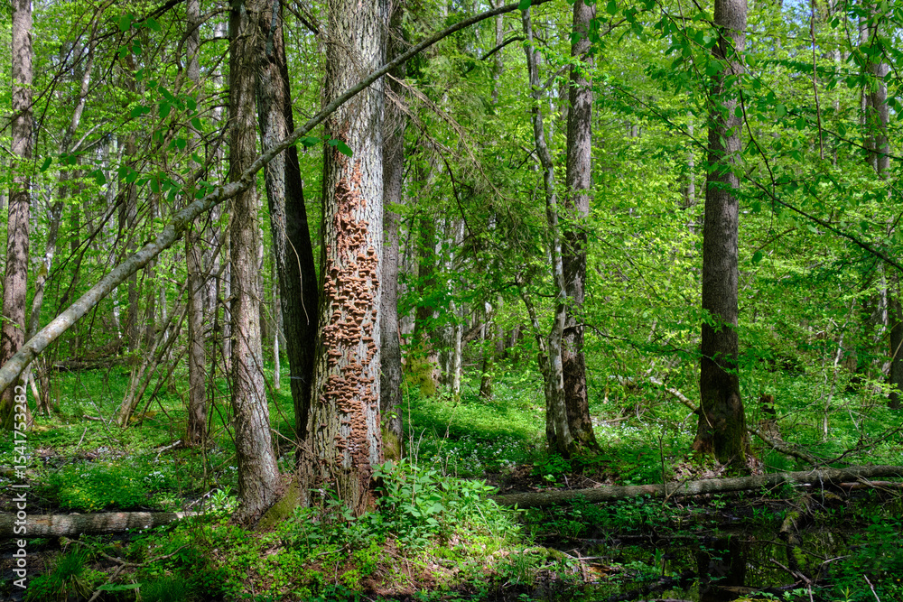Obraz premium Springtime alder-bog sunny forest with standing water